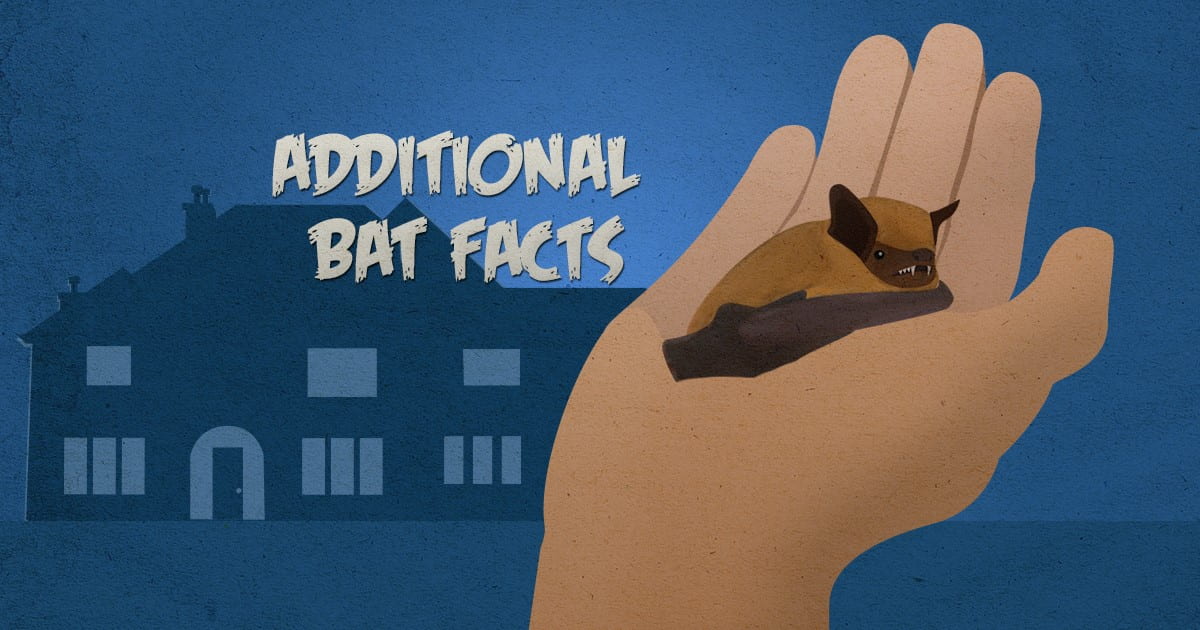 additional bat facts facts about bats